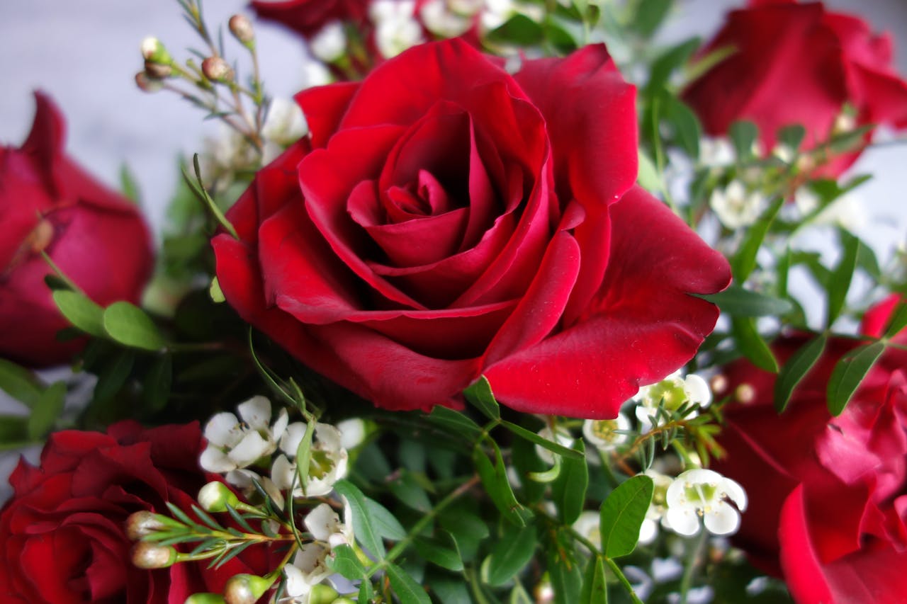 Roses are Red